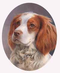 cocker spaniel